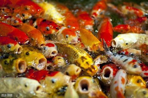 小鯉魚飼養|錦鯉飼養密度及餵食方法